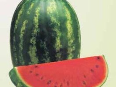 Lubenica FARAO F! 1.000 sj.