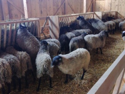 FARMA ROMANOVSKE OVCE