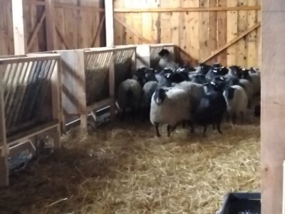 FARMA ROMANOVSKE OVCE