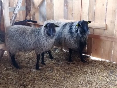 FARMA ROMANOVSKE OVCE