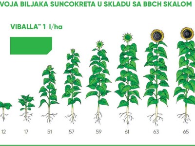 Viballa - rešava širokolisne korove u suncokretu