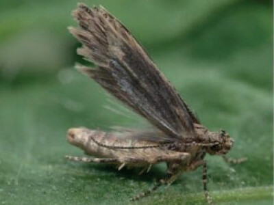 Feromonska zamka Temo-O-Cid Trap Plus za lisnog minera rajčice (Tuta absoluta)