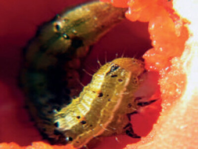 Feromonska zamka Temo-O-Cid Trap Plus za lisnog minera rajčice (Tuta absoluta)