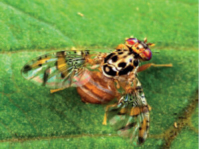 Feromonska zamka Temo-O-Cid Trap Plus za maslinovu muhu (Bactrocera oleae)