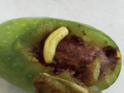 Feromonska zamka Temo-O-Cid Trap Plus za maslinovu muhu (Bactrocera oleae)