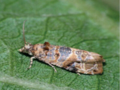 Feromonska zamka Temo-O-Cid Trap Plus za pepeljastog grožđanog moljca (Lobesia botrana)