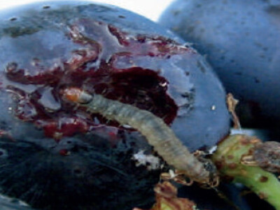 Feromonska zamka Temo-O-Cid Trap Plus za pepeljastog grožđanog moljca (Lobesia botrana)