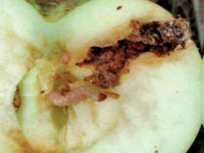 Feromonska zamka Temo-O-Cid Trap Plus za jabučnog savijača (Carpocapsa /Cydia/ pomonella)