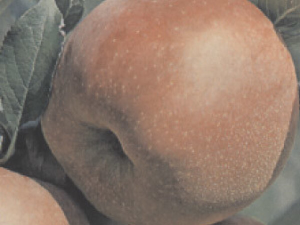 Jabuka - Florina - sadnice