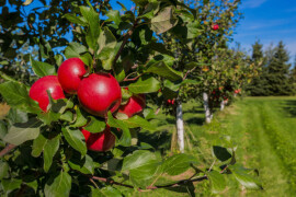 FOLICAL - aktivator efikasnije ishrane biljaka kalcijumom