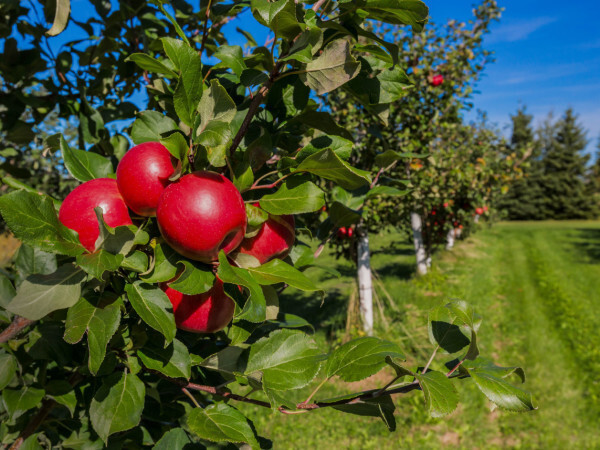 FOLICAL - aktivator efikasnije ishrane biljaka kalcijumom