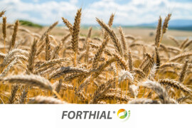 FORTHIAL - aktivator sinteze hlorofila i dužeg nalivanja zrna žitarica