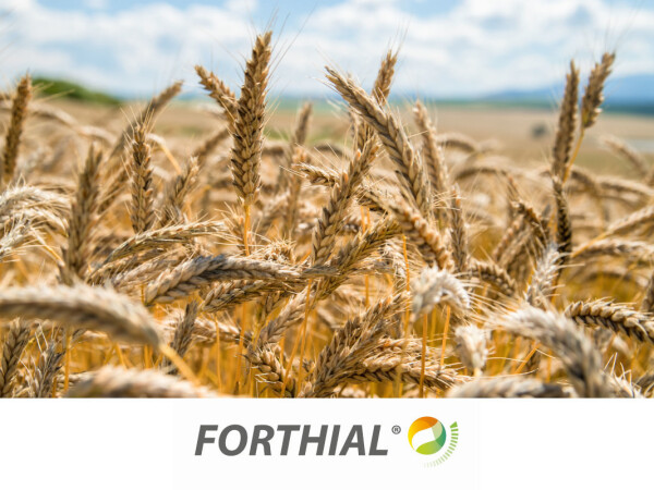 FORTHIAL - aktivator sinteze hlorofila i dužeg nalivanja zrna žitarica