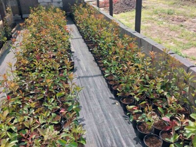 Fotinija red robin ziva ograda