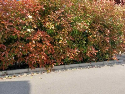 Fotinija red robin ziva ograda