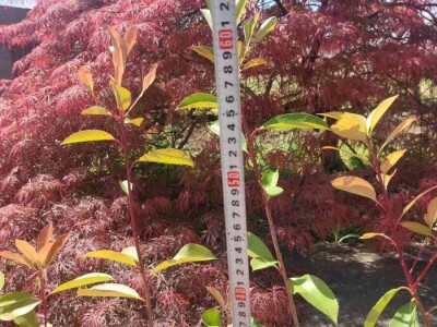 Fotinija red robin ziva ograda