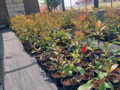 Fotinija red robin ziva ograda