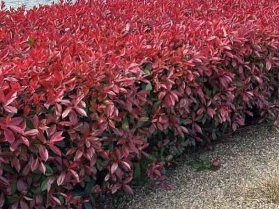 Fotinija red robin ziva ograda