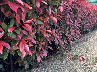 Fotinija red robin ziva ograda