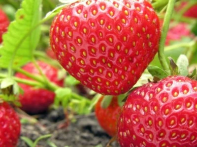 jagode