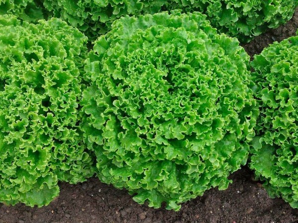 Fripone sjeme salate