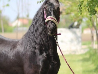 Frizijski konji na prodaju