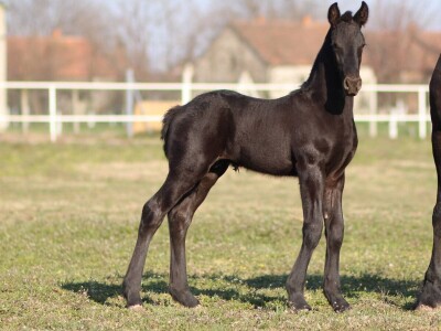 Frizijski konji na prodaju