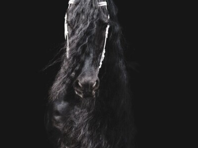 Frizijski konji na prodaju