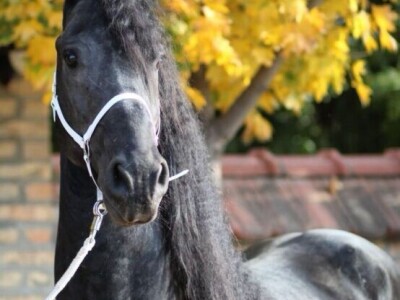 Frizijski konji na prodaju