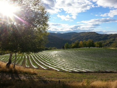 Potrebni sezonski radnici za berbu malina - Gazdinstvo Veliko Brdo
