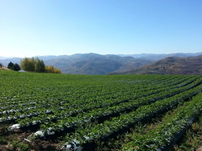 Potrebni sezonski radnici za berbu malina - Gazdinstvo Veliko Brdo