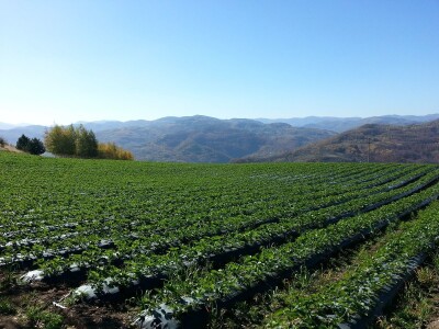 Potrebni sezonski radnici za berbu malina - Gazdinstvo Veliko Brdo