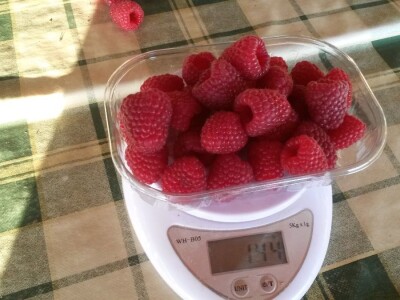 Potrebni sezonski radnici za berbu malina - Gazdinstvo Veliko Brdo