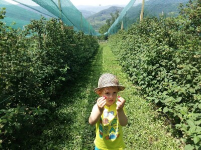 Potrebni sezonski radnici za berbu malina - Gazdinstvo Veliko Brdo