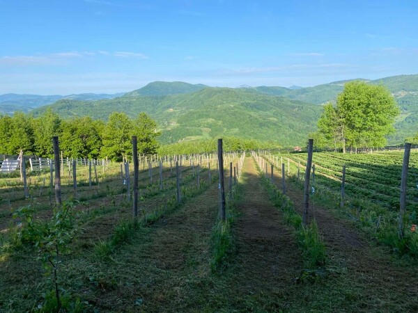 Gazdinstvo Veliko Brdo Potreban kuvar