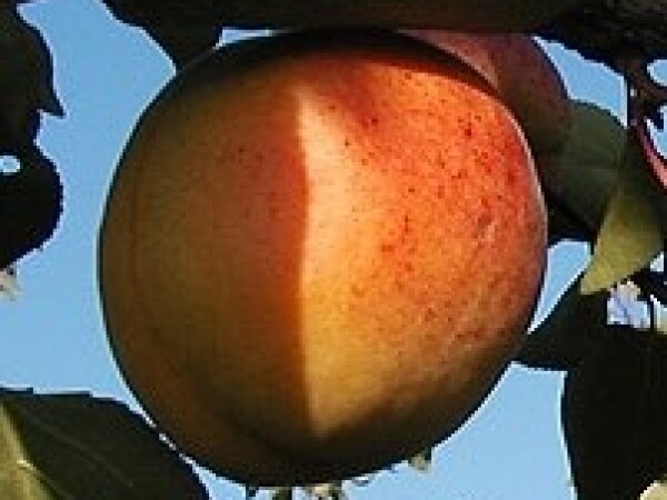 Marelica - Gencika - sadnice