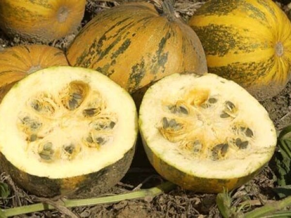 GL ATOMIC – RWA hibrid uljane tikve