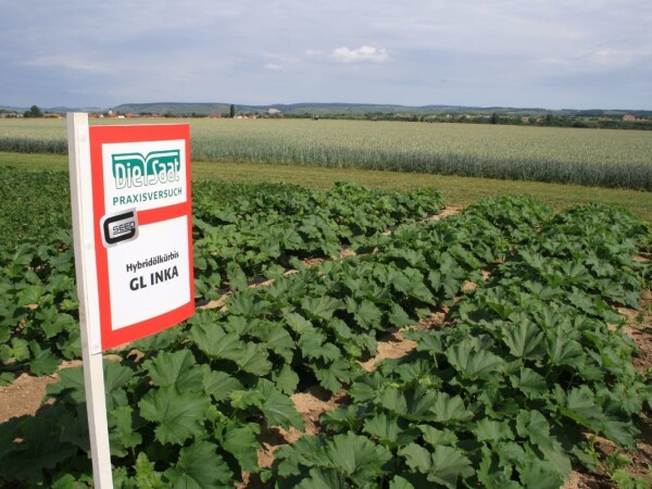 GL INKA - RWA hibrid uljane tikve