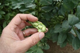 GL MAGNOLIA - RWA sorta jarog boba