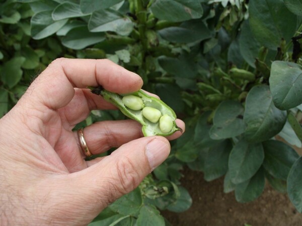 GL MAGNOLIA - RWA sorta jarog boba