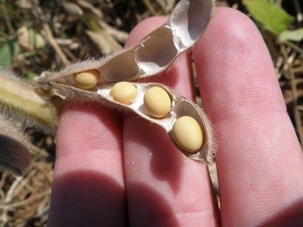 GL MELANIE - RWA SOJA (000)