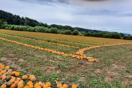 GL Rudolf - RWA hibrid uljane tikve