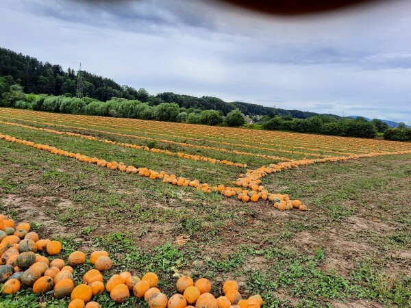 GL Rudolf - RWA hibrid uljane tikve