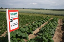 GL RUSTIKAL -  RWA HIBRID ULJANE TIKVE