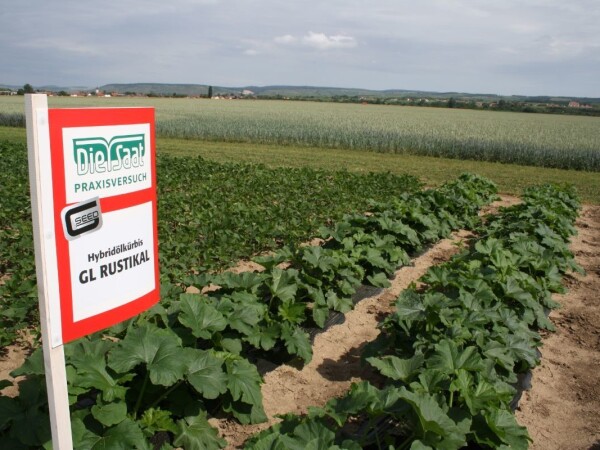 GL RUSTIKAL -  RWA HIBRID ULJANE TIKVE