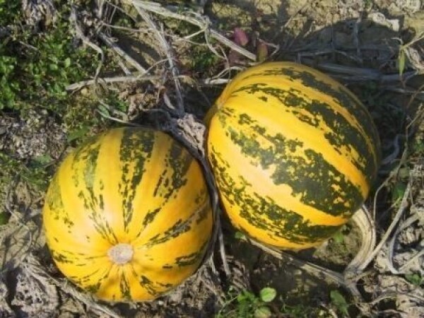 GL VENUS – RWA hibrid uljane tikve