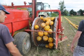 GLEISDORFER OLKÜRBIS - RWA sorta uljane tikve