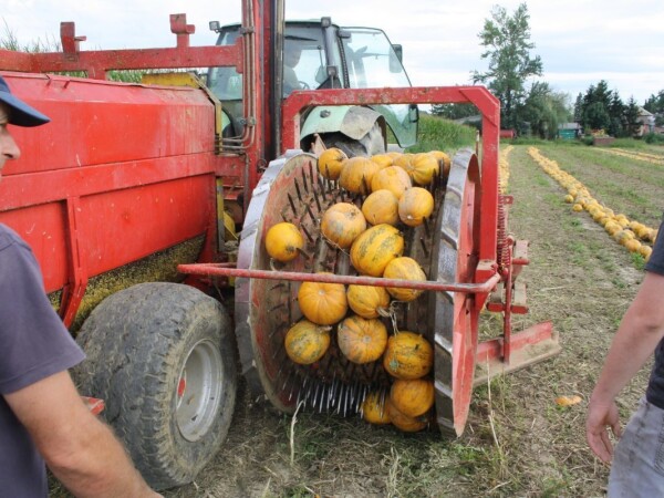 GLEISDORFER OLKÜRBIS - RWA sorta uljane tikve