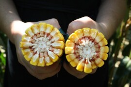 GLUMANDA - RWA HIBRID KUKURUZA