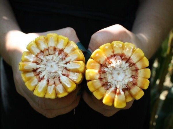 GLUMANDA - RWA HIBRID KUKURUZA